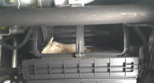 ¿Cómo evitas que entren ratas en el filtro de la cabina?